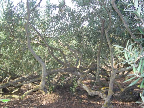 Pantelleria piante olivi